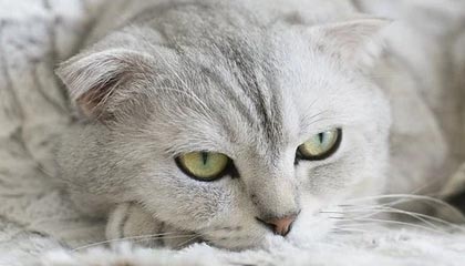 开云·体育官方网站入口-格鲁吉亚女篮在欧洲锦标赛中展现崭新势力，期待突破，格鲁吉亚参加过欧洲杯吗