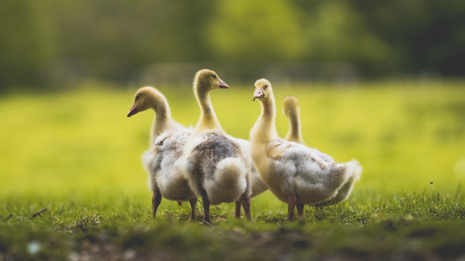 开云·Kaiyun网页版-NBA官方发布赛季终极排行榜，谁是真正的MVP？，nba这赛季mvp是谁