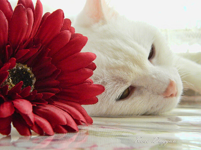 开云官网首页-_夜光跑步：用光影点亮城市夜空_，夜光跑道有毒吗