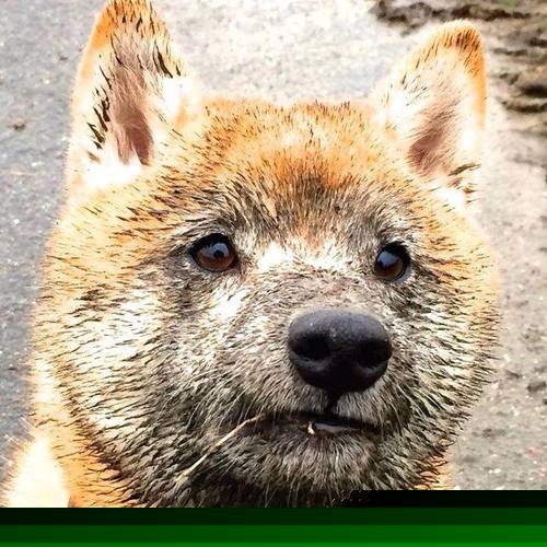 哥伦比亚马术协会与国际组织合作,推广“Sinjska Alka”至全球。,哥伦比亚马夹