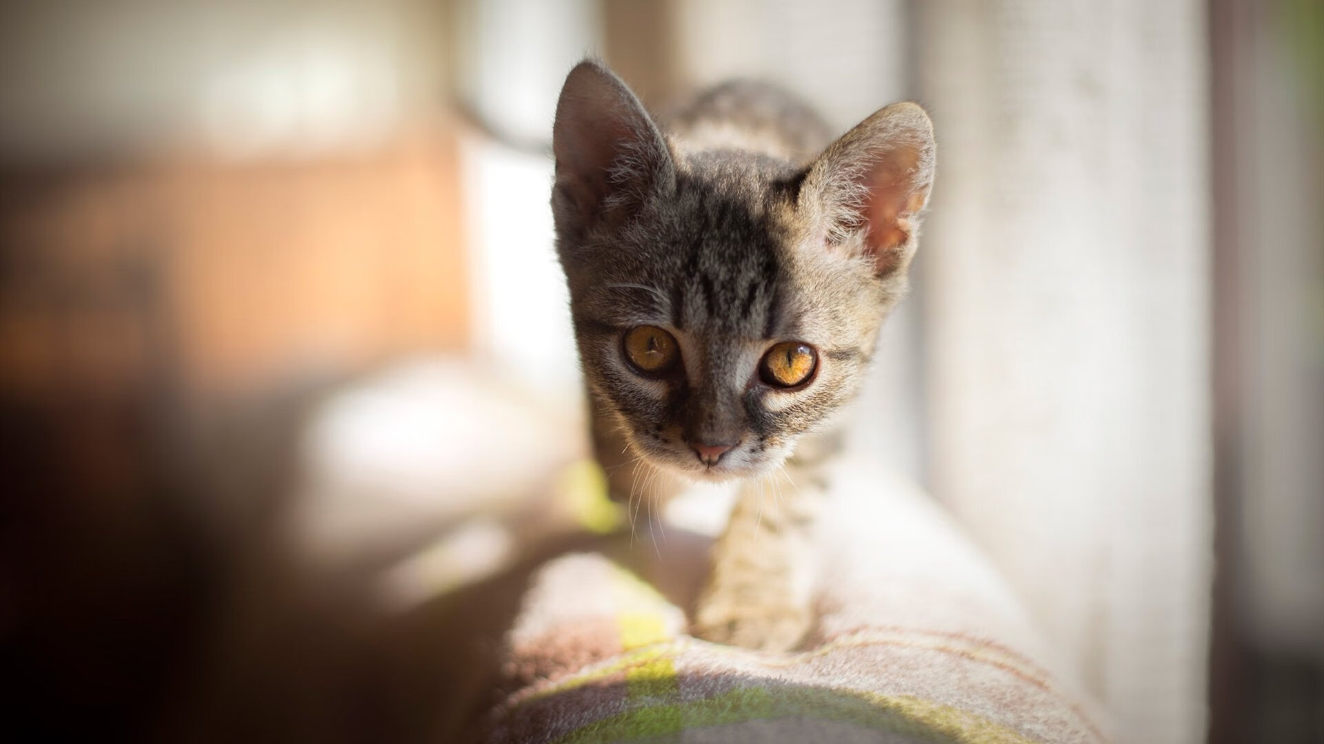 kaiyun 开云体育-未来联盟：虚拟现实+增强现实打造全新比赛“沉浸体验”，未来联盟第一人