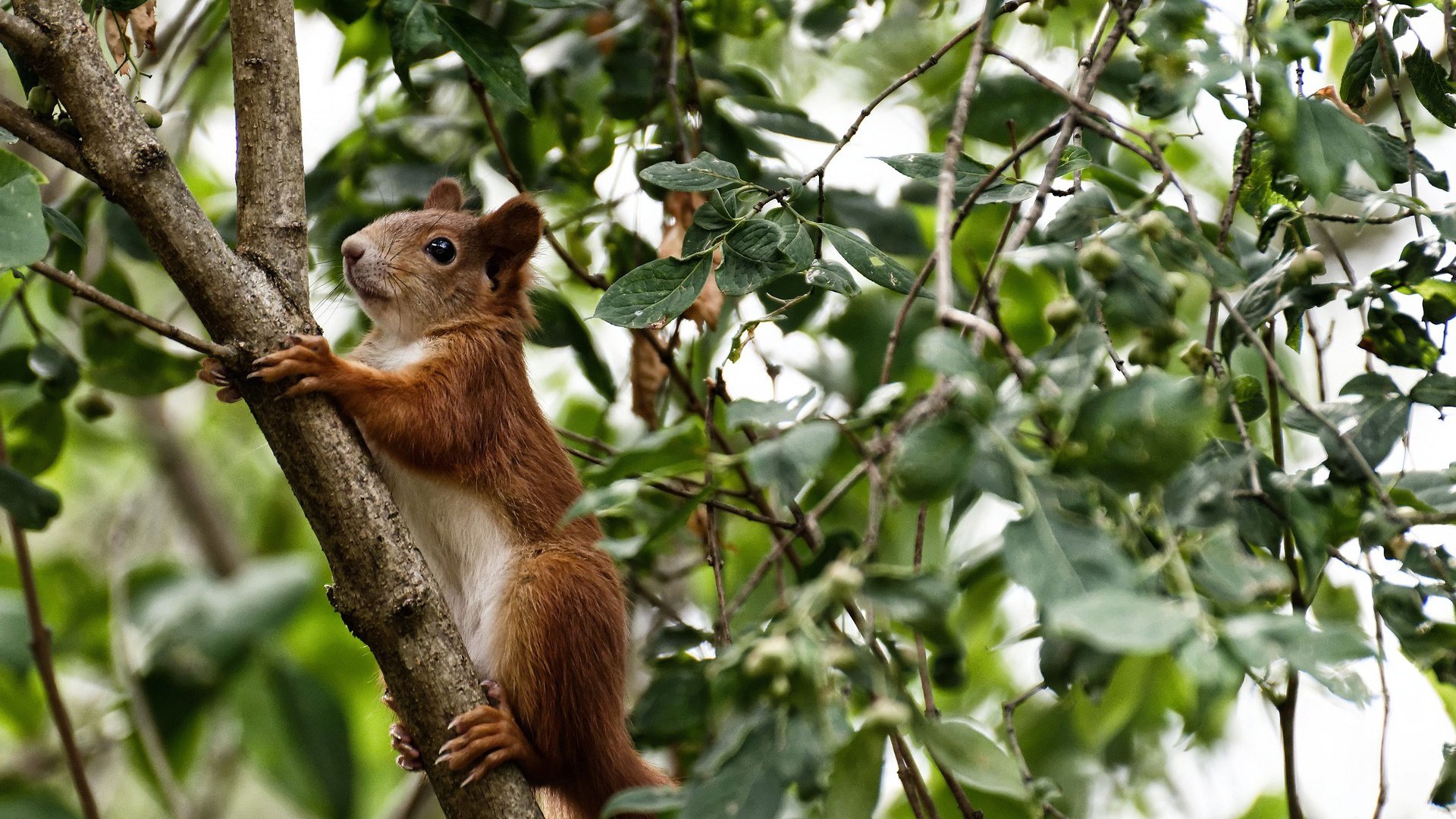 KAIYUN 中国大陆-克罗地亚力克阿塞拜疆，小组领跑势不可挡，克罗地亚的塞族自治区