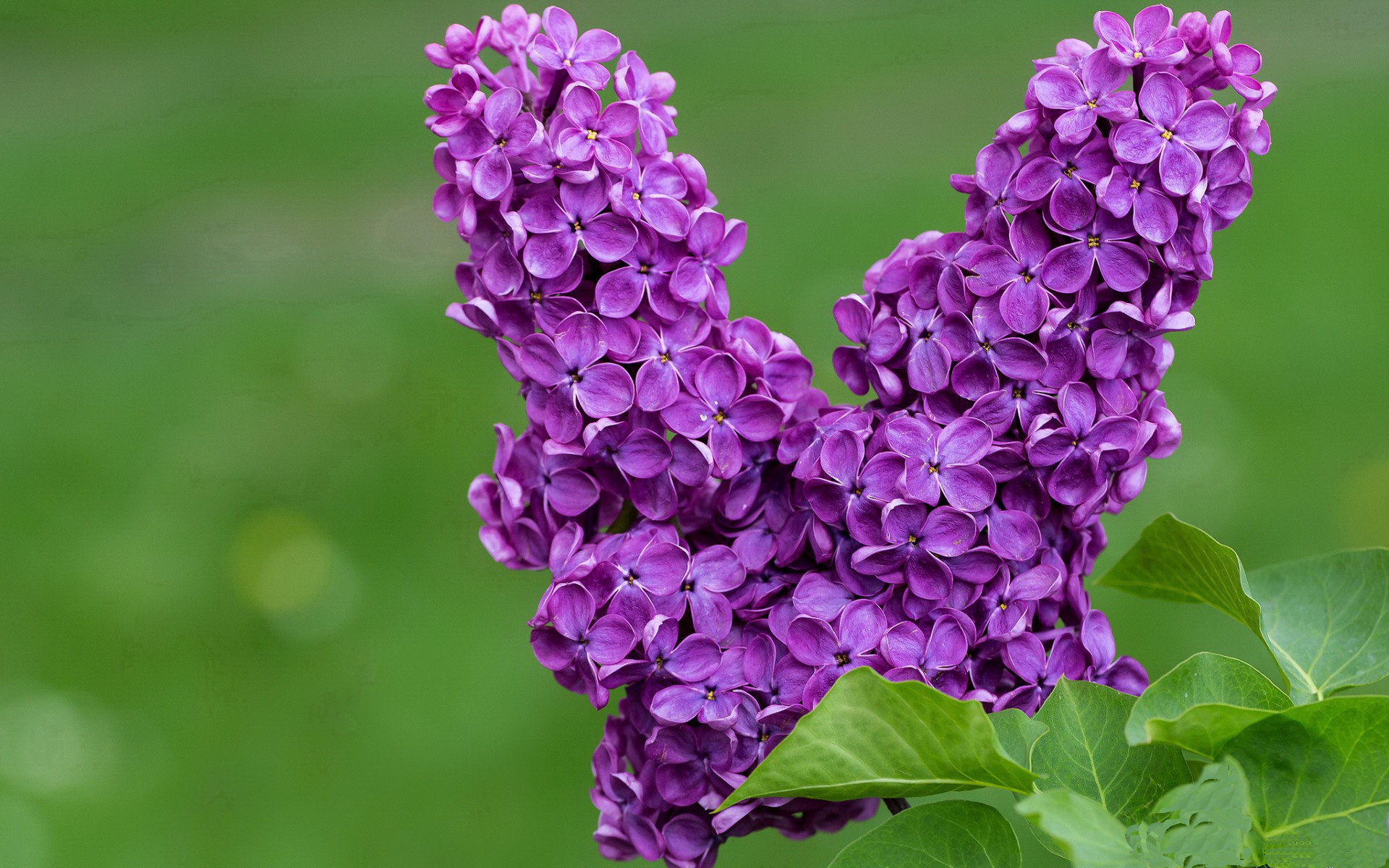巴拉多利德惜败对手,遭遇客场失利,巴拉多利德老板