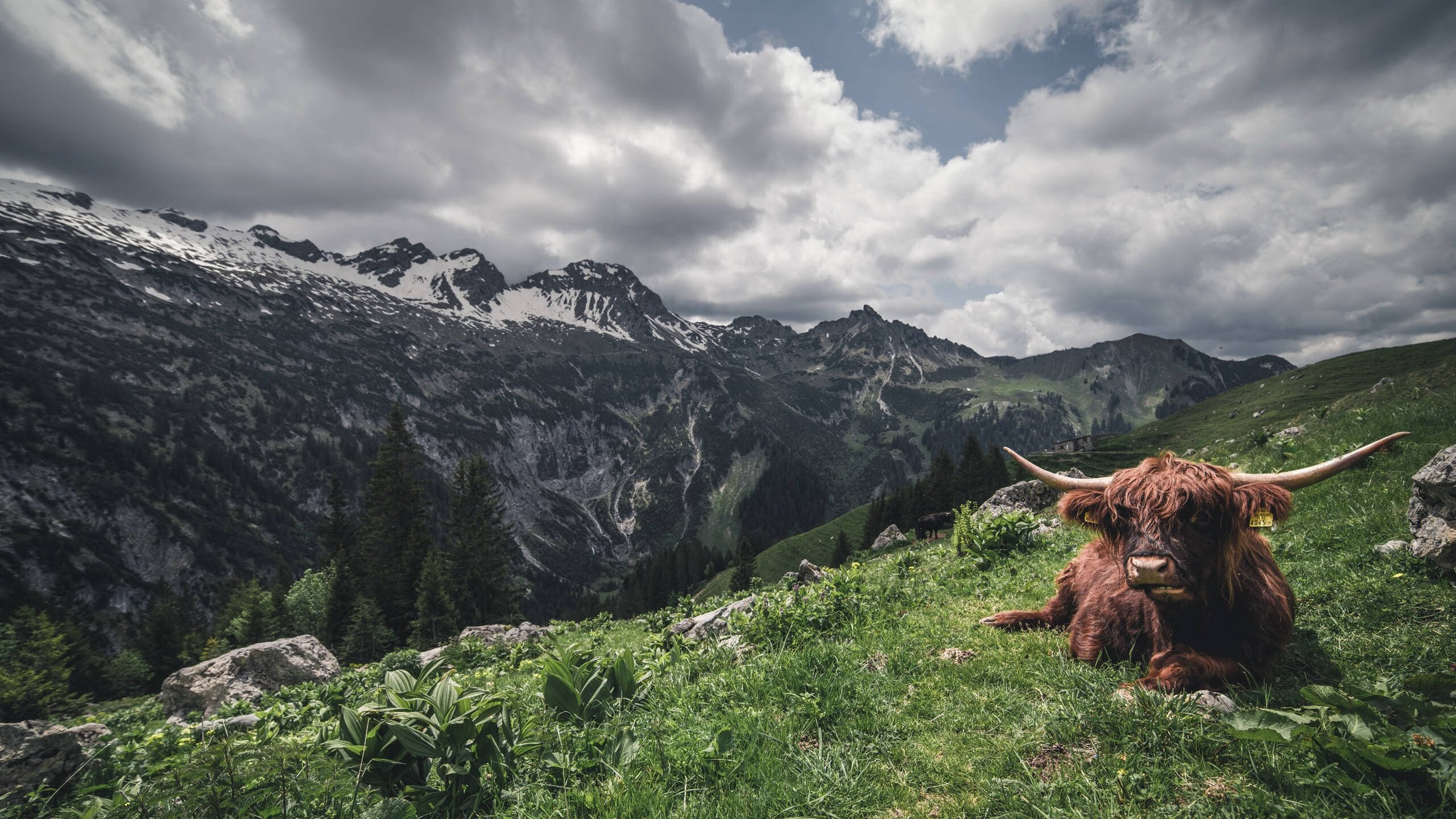 开云网页版登录入口-诺里奇城-逆转净胜华尔沙尔，士气高涨实力不容小觑，诺里奇治安