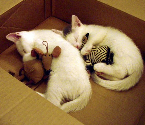 里尔主场胜波尔多,保持不败纪录,里尔vs