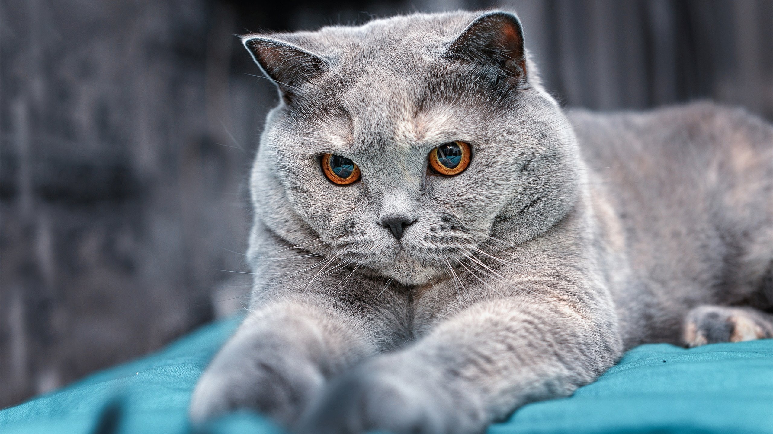 开云中国-国足控球主导战术对抗防反战术成效，足球 防守反击