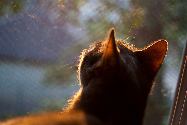 开云官网首页-“武汉马拉松：飞奔的脚步，奏响速度与力量的交响乐”