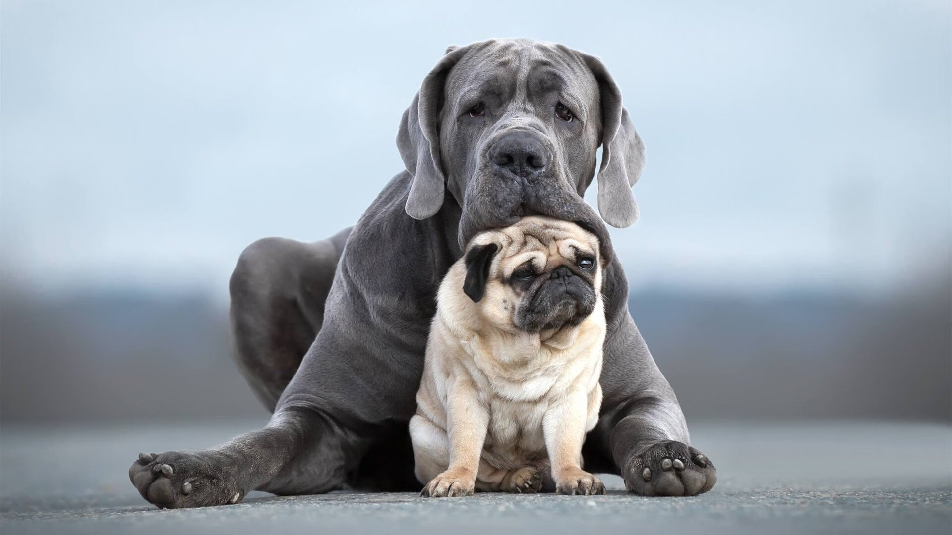 运动员心理健康支持体系完善,运动员心理健康支持体系完善情况