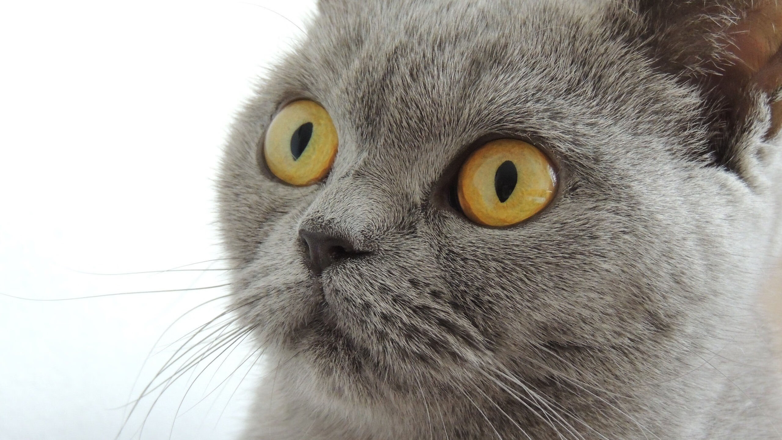 开云网页版登录入口-C罗火线复出世界杯，谁说c罗火