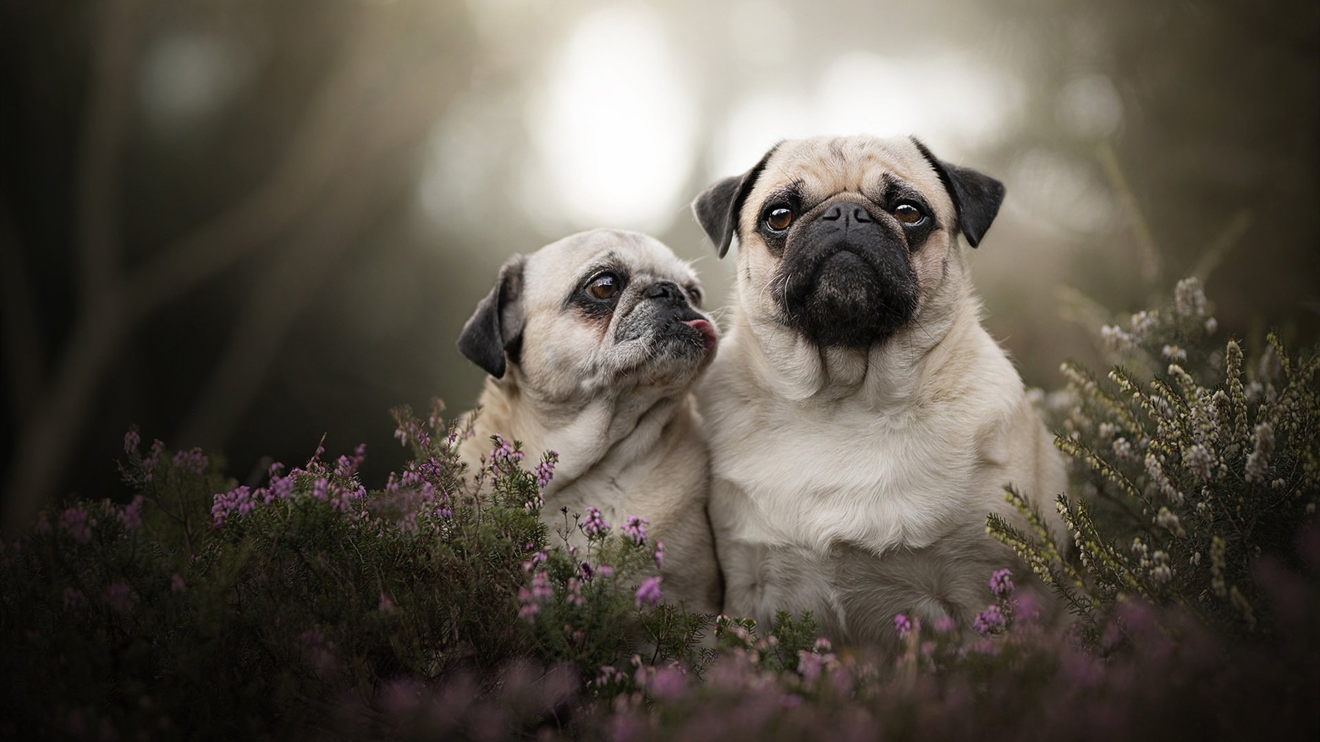 KAIYUNAPP-中国篮球打造专业教练培训平台提升教学能力，专业篮球教练培训多少钱