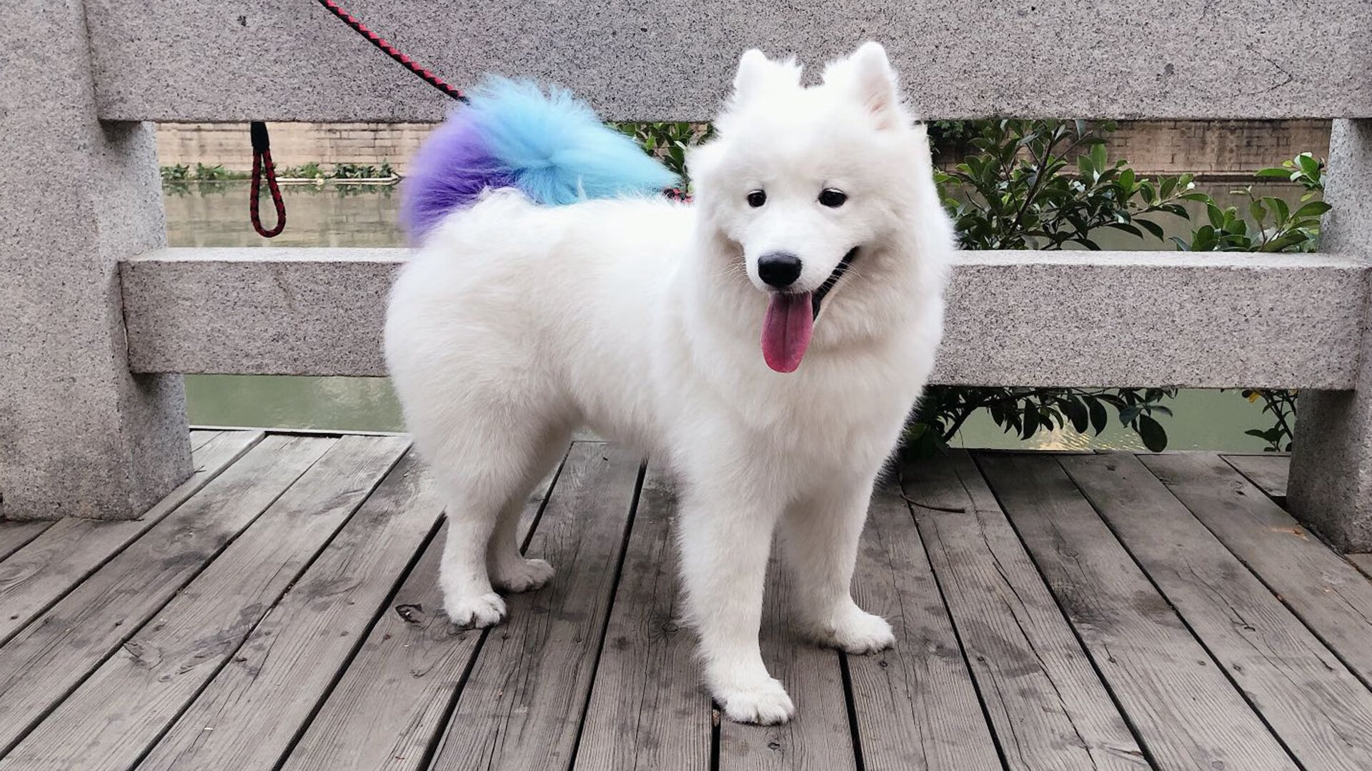 开云官网APP下载-法国混合4×100米自由泳接力刷新个人最佳，4×200米自由泳接力预赛