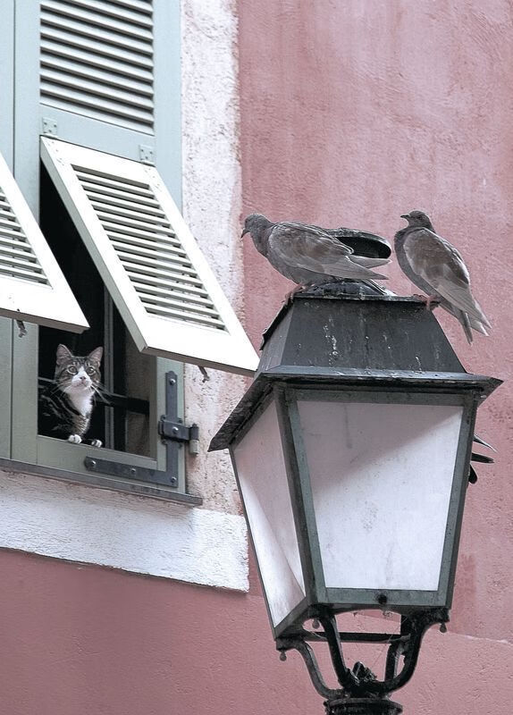 开云官网首页-火箭更新球员个人数据页面提升球迷互动体验，火箭球队球员