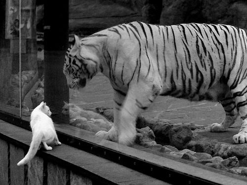 科特迪瓦男篮在非洲锦标赛中不断多点开花，升华体育精神，科特迪瓦非洲杯